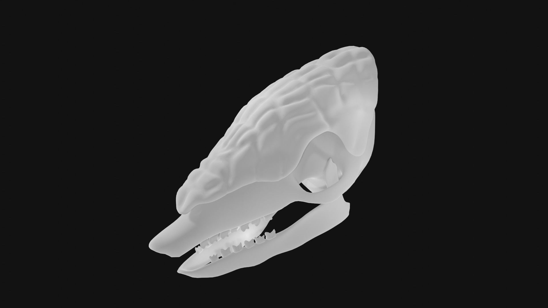 Armadillo skull 3D model_5