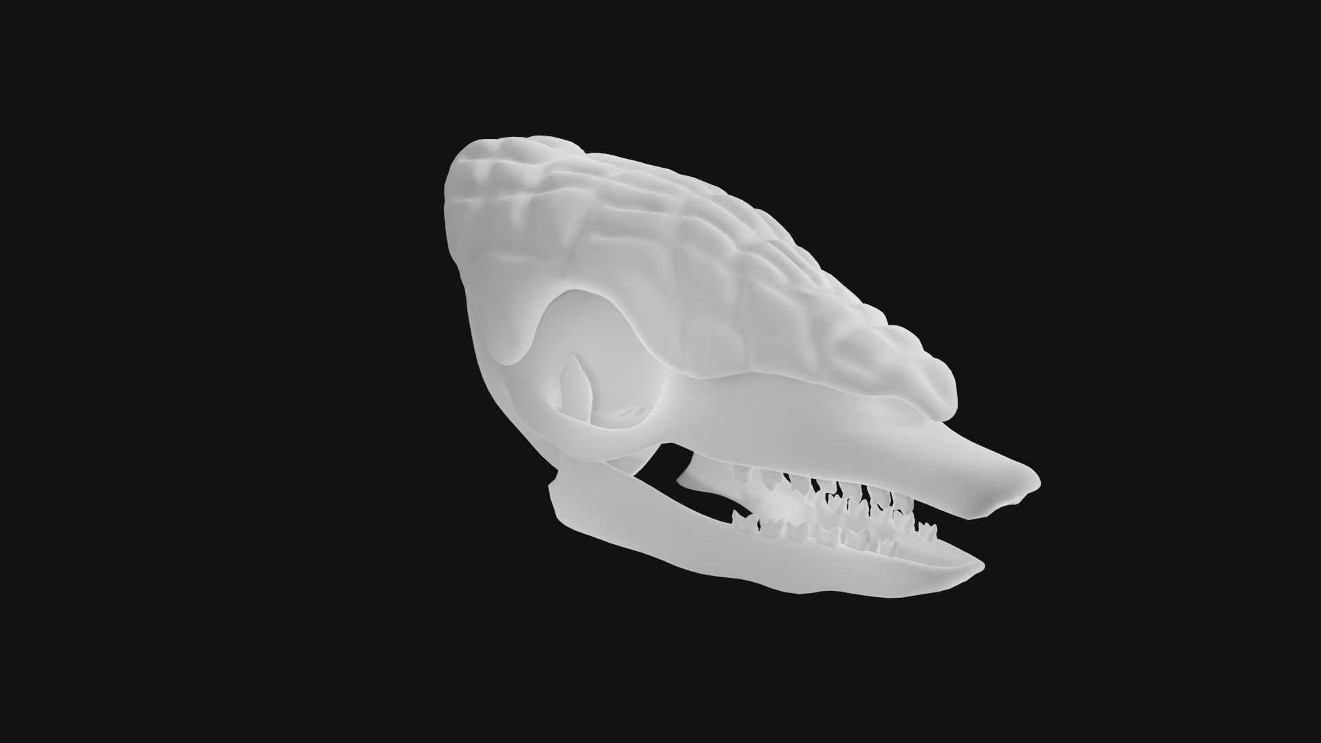 Armadillo skull 3D model_4