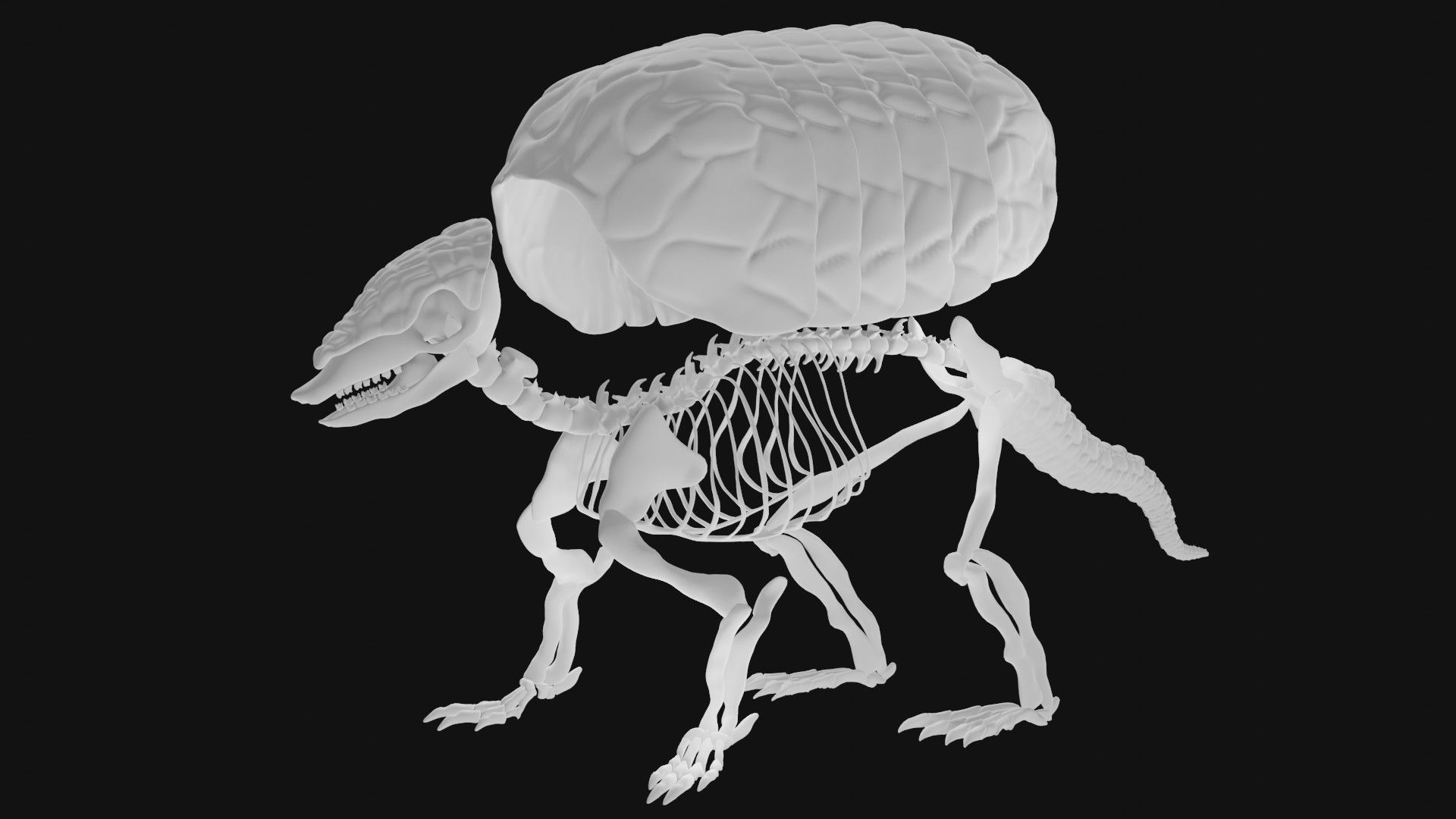 Armadillo skeleton 3D model_6
