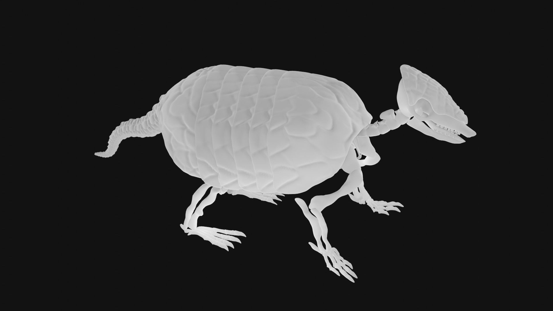 Armadillo skeleton 3D model_5