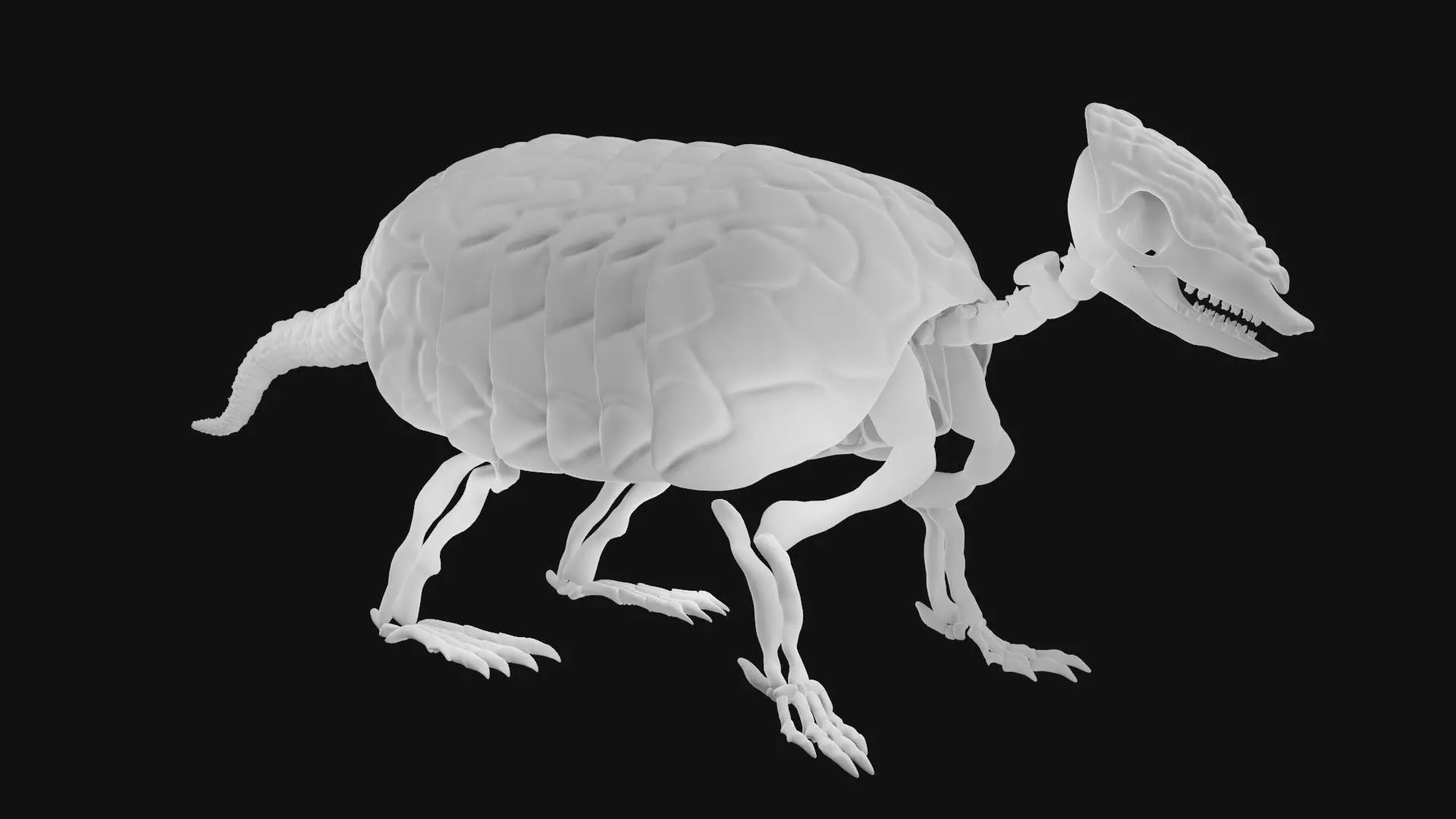 Armadillo skeleton 3D model_0