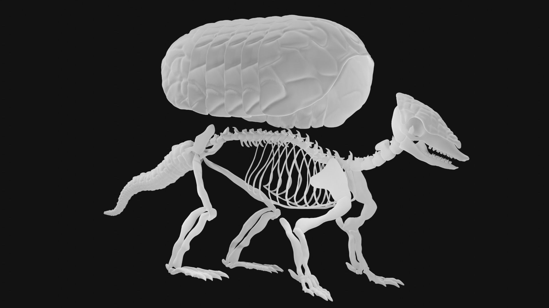 Armadillo skeleton 3D model_1