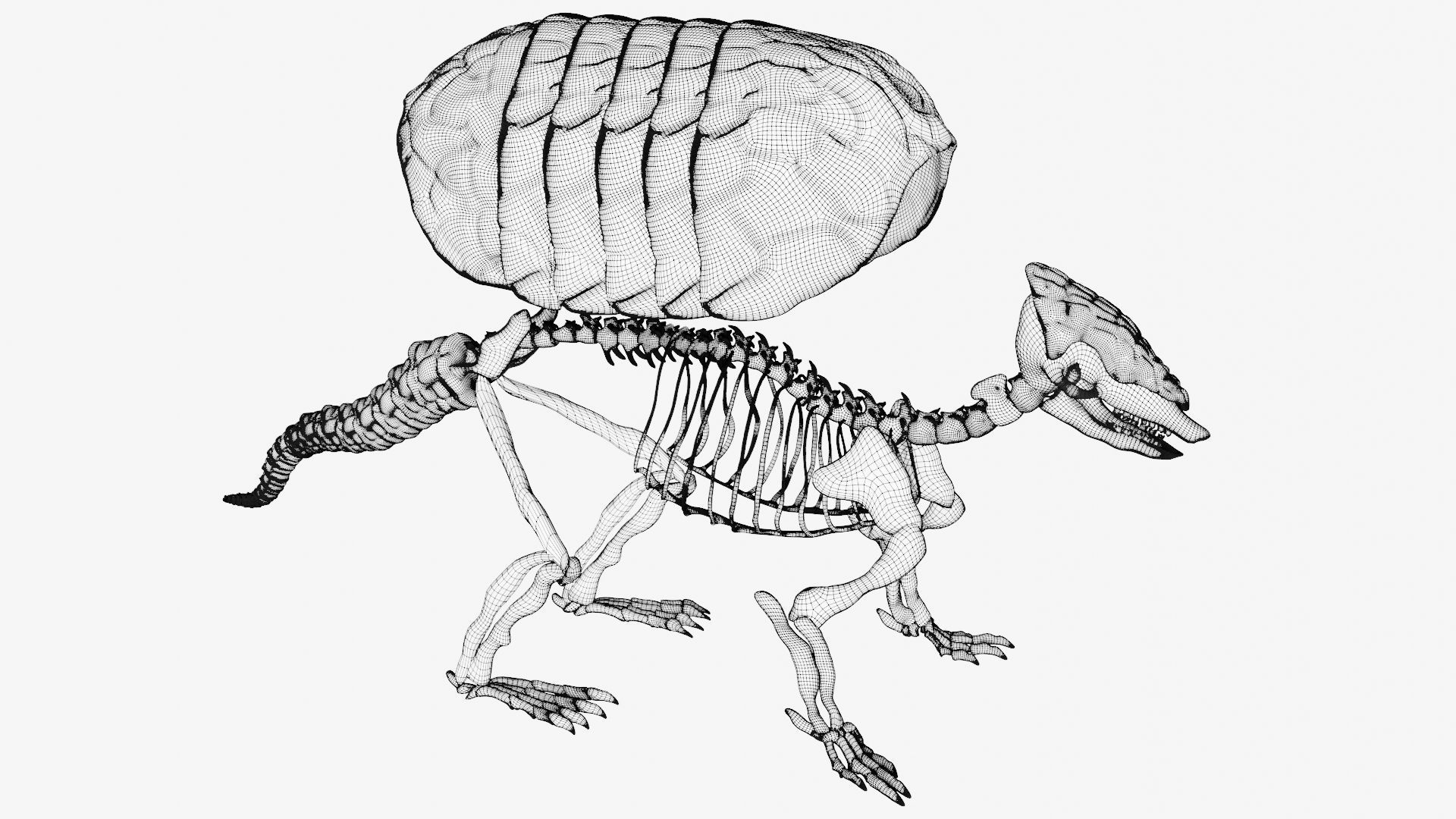 Armadillo skeleton 3D model_7