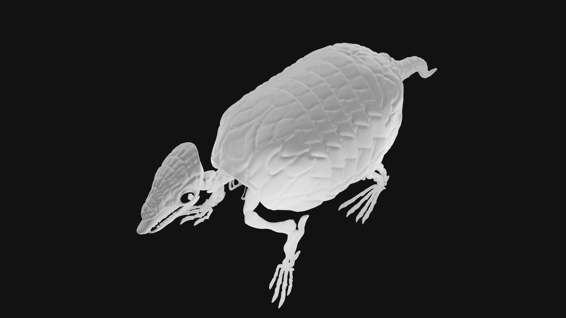Armadillo skeleton 3D model_3