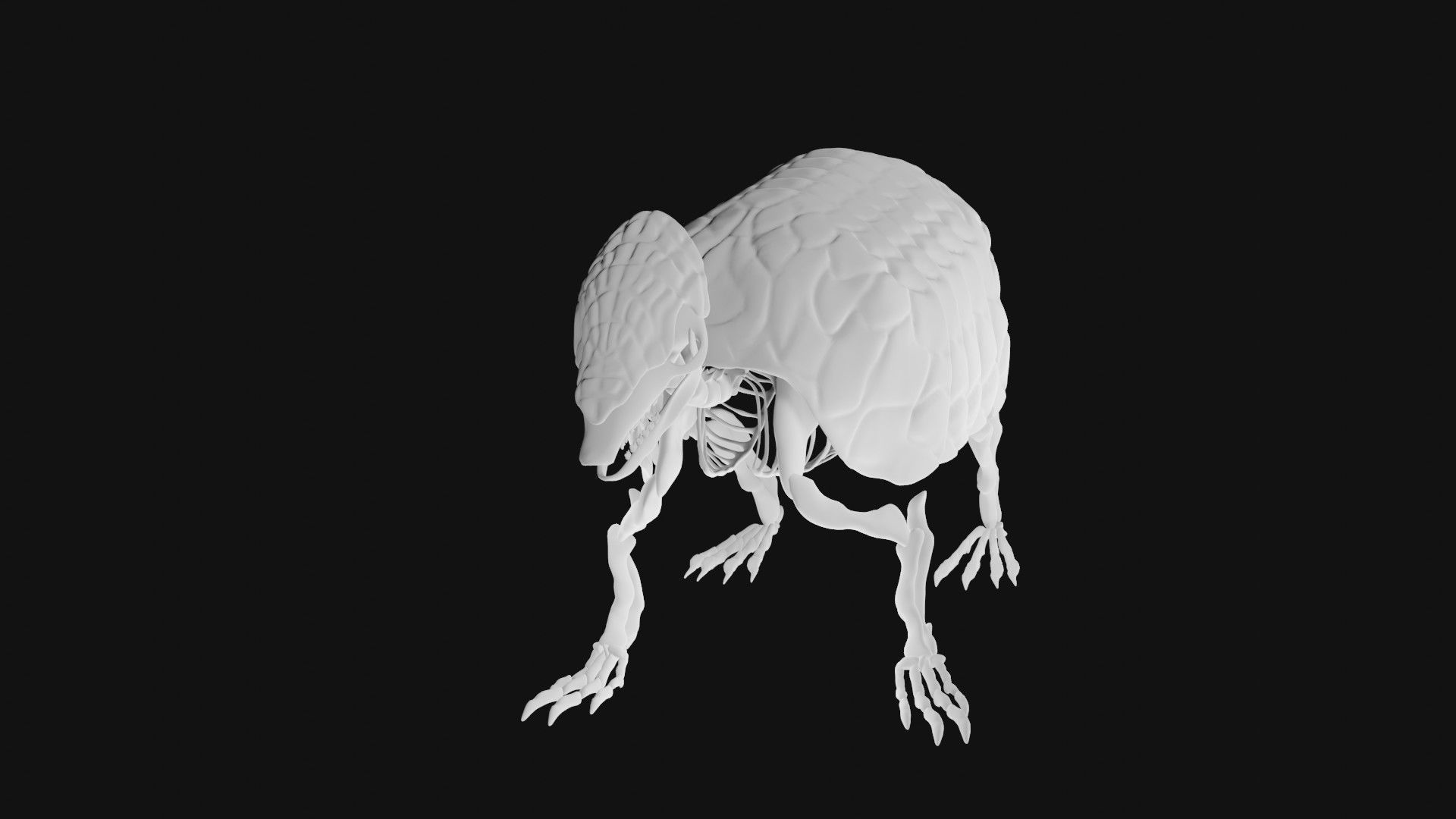 Armadillo skeleton 3D model_4