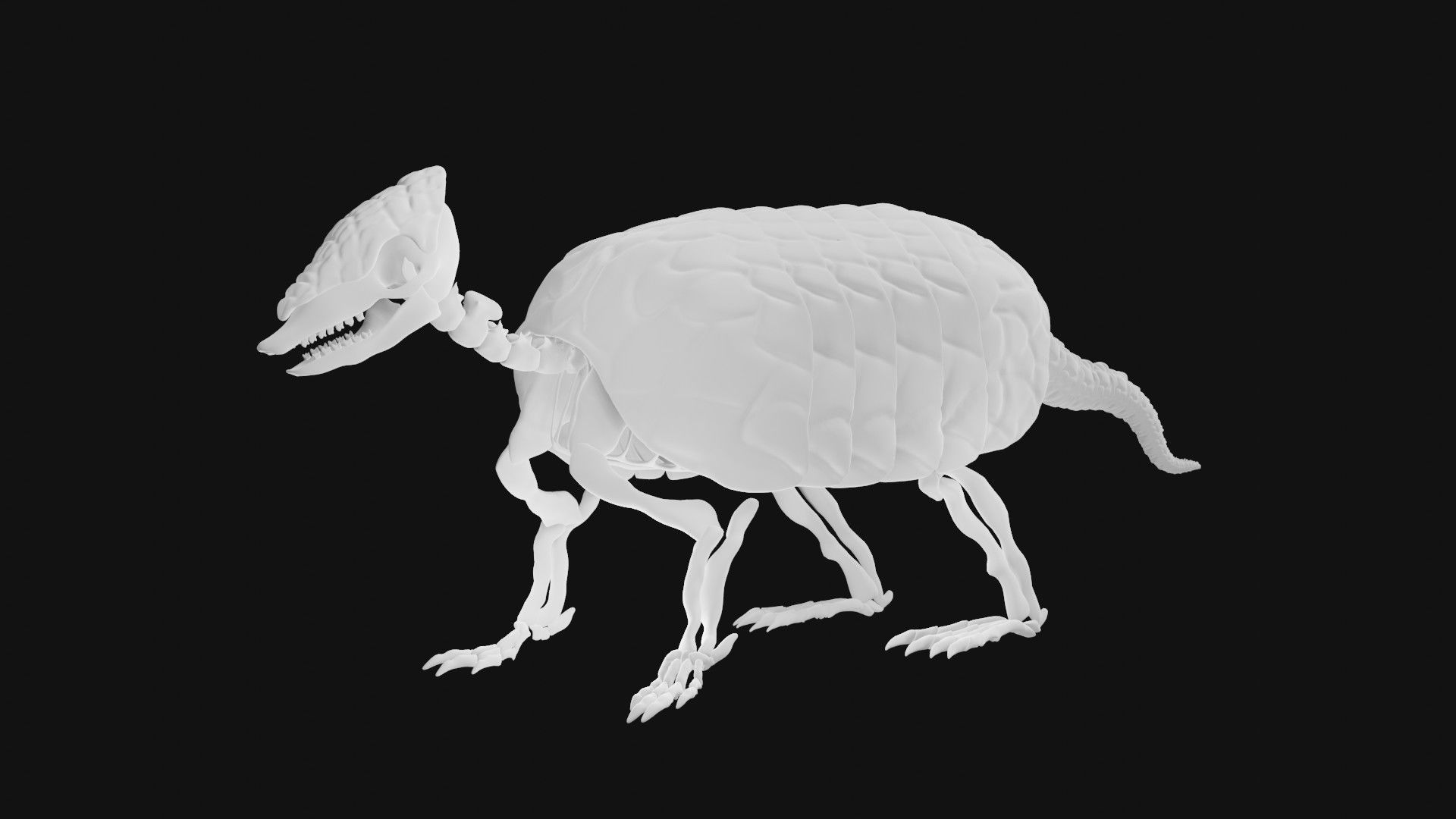 Armadillo skeleton 3D model_2