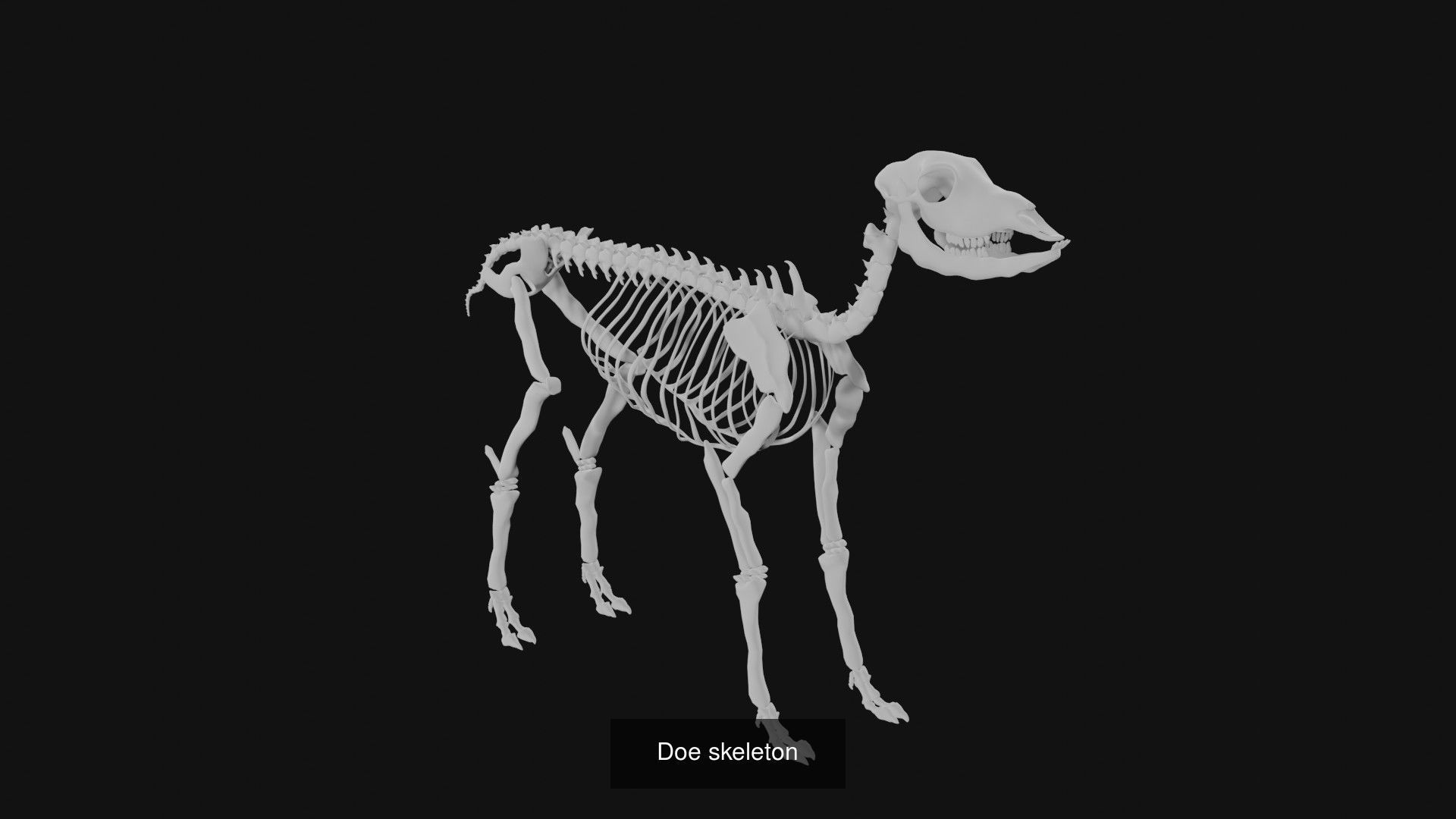 Skeletons and skulls of animals 3D Model Collection_25