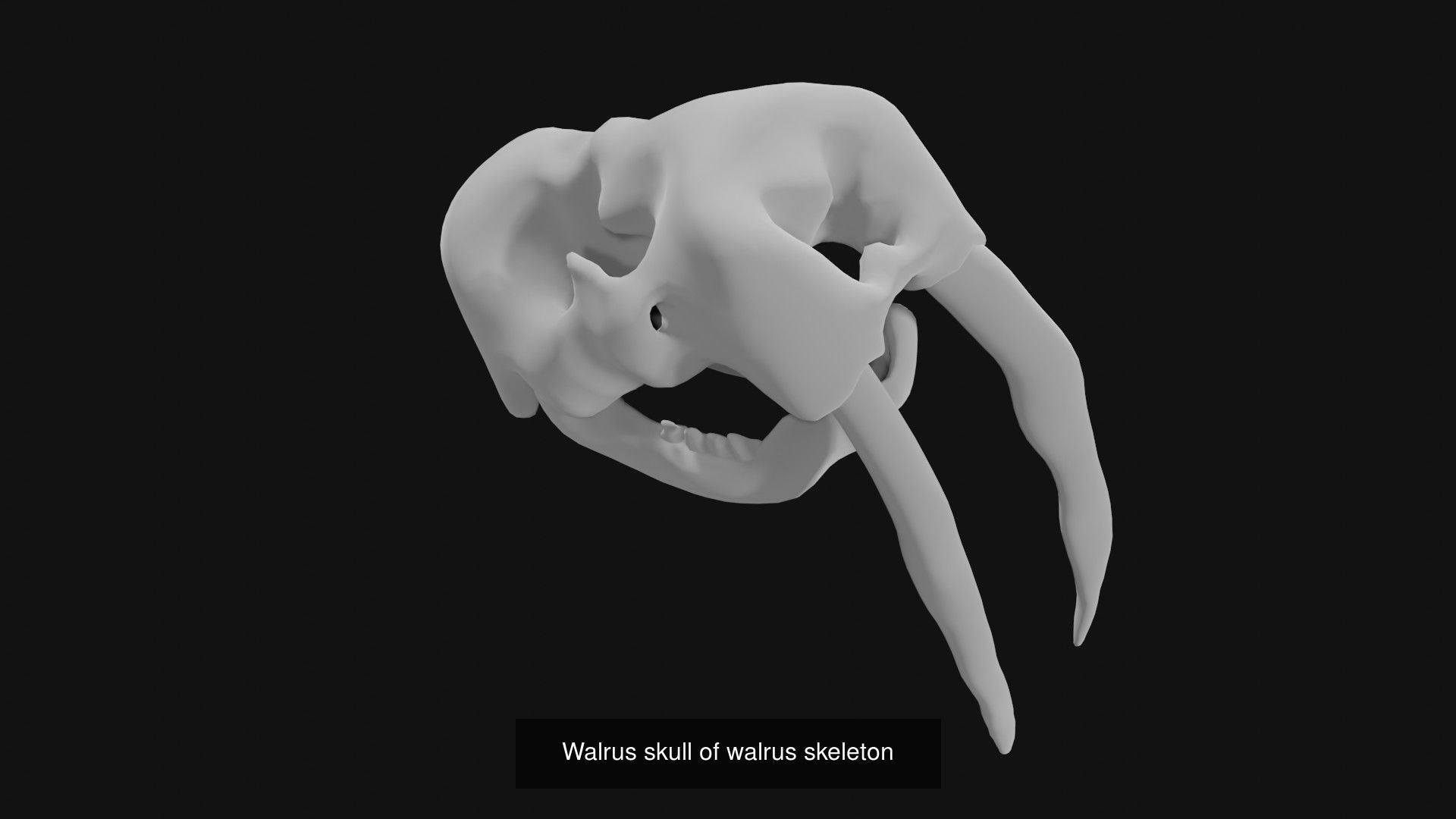 Skeletons and skulls of animals 3D Model Collection_6
