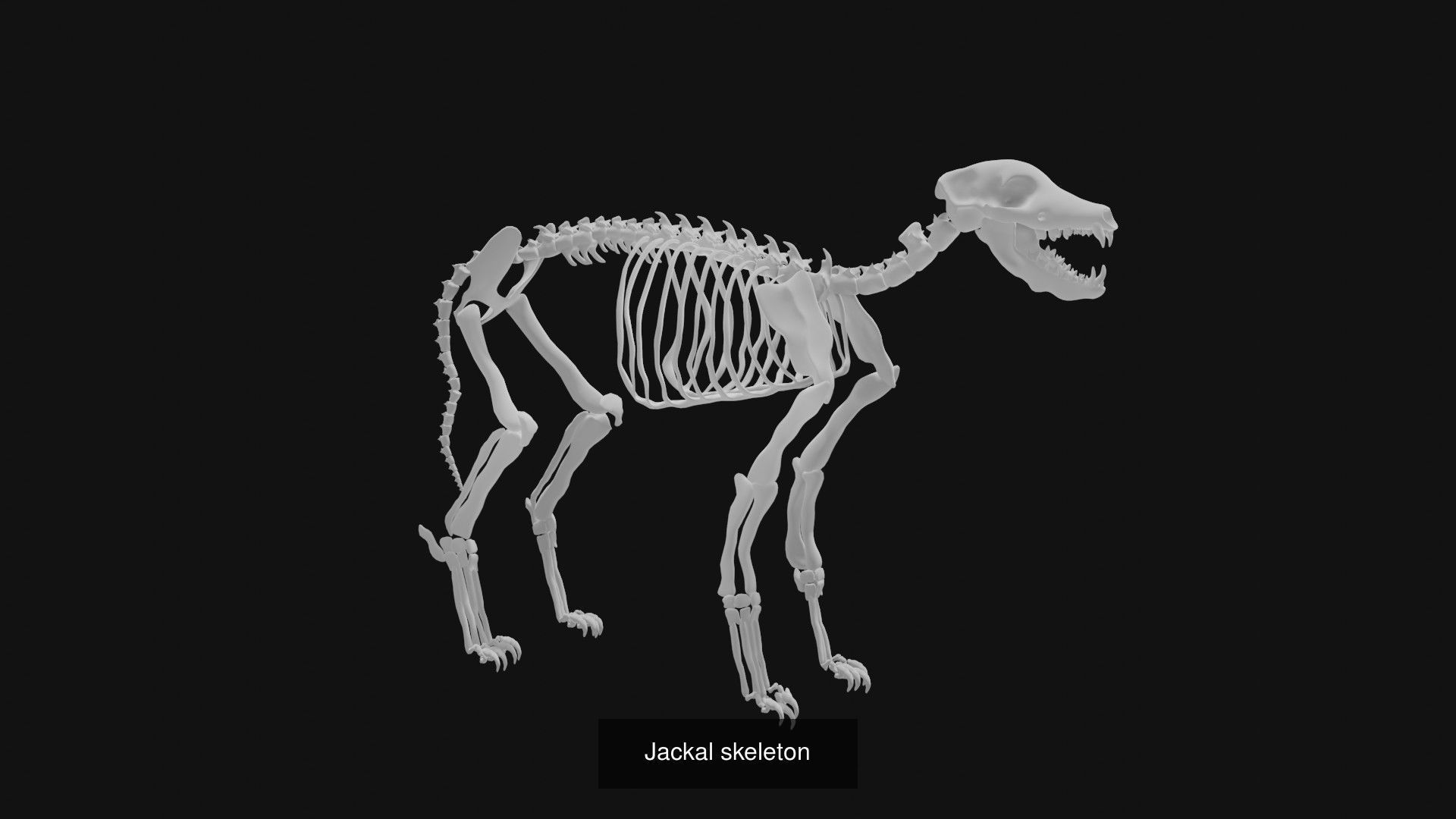 Skeletons and skulls of animals 3D Model Collection_35