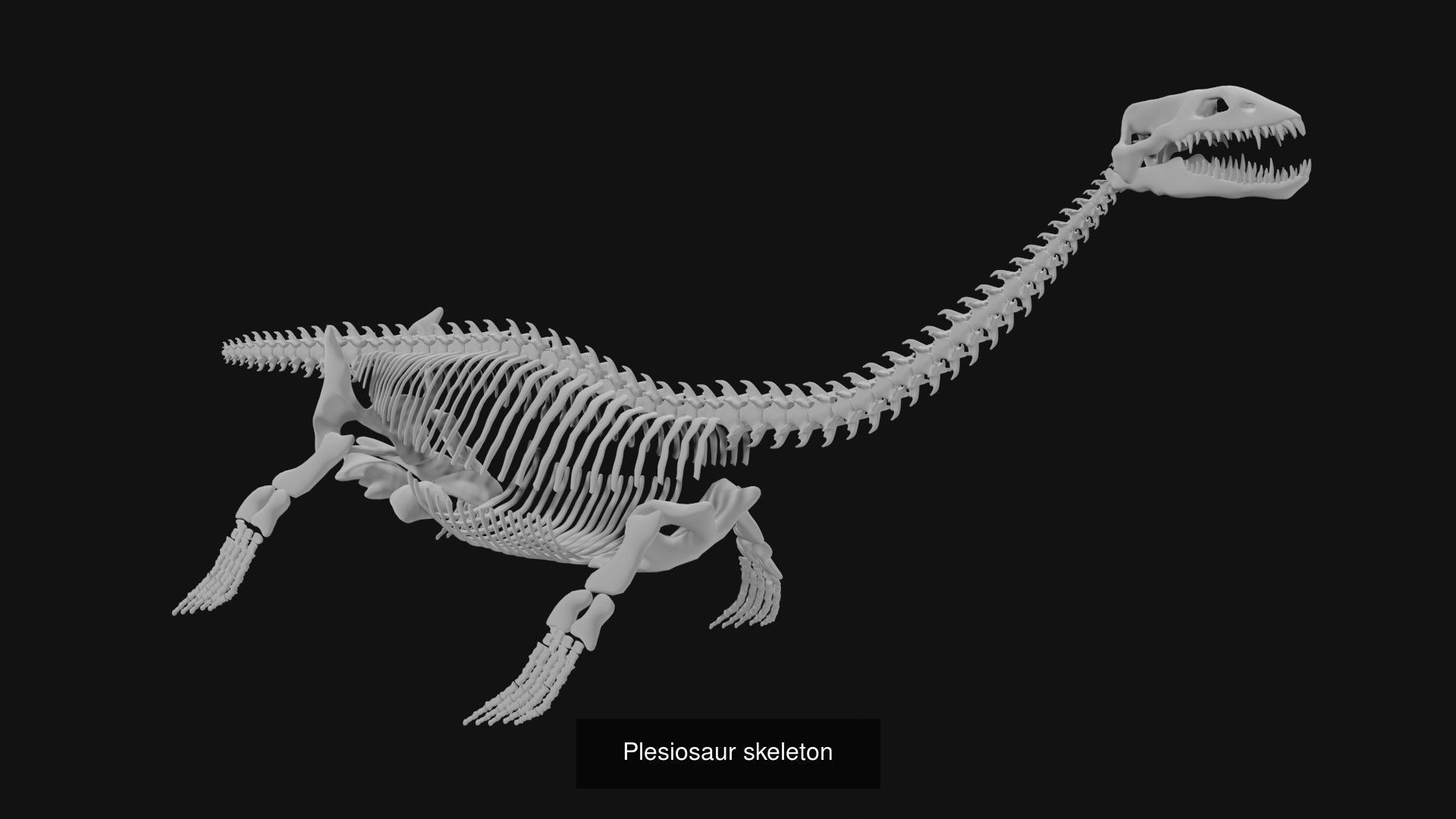 Skeletons and skulls of animals 3D Model Collection_12