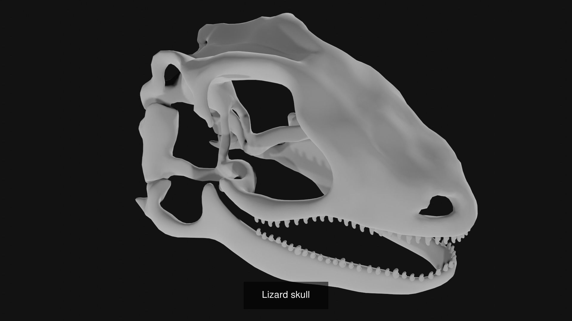 Skeletons and skulls of animals 3D Model Collection_20