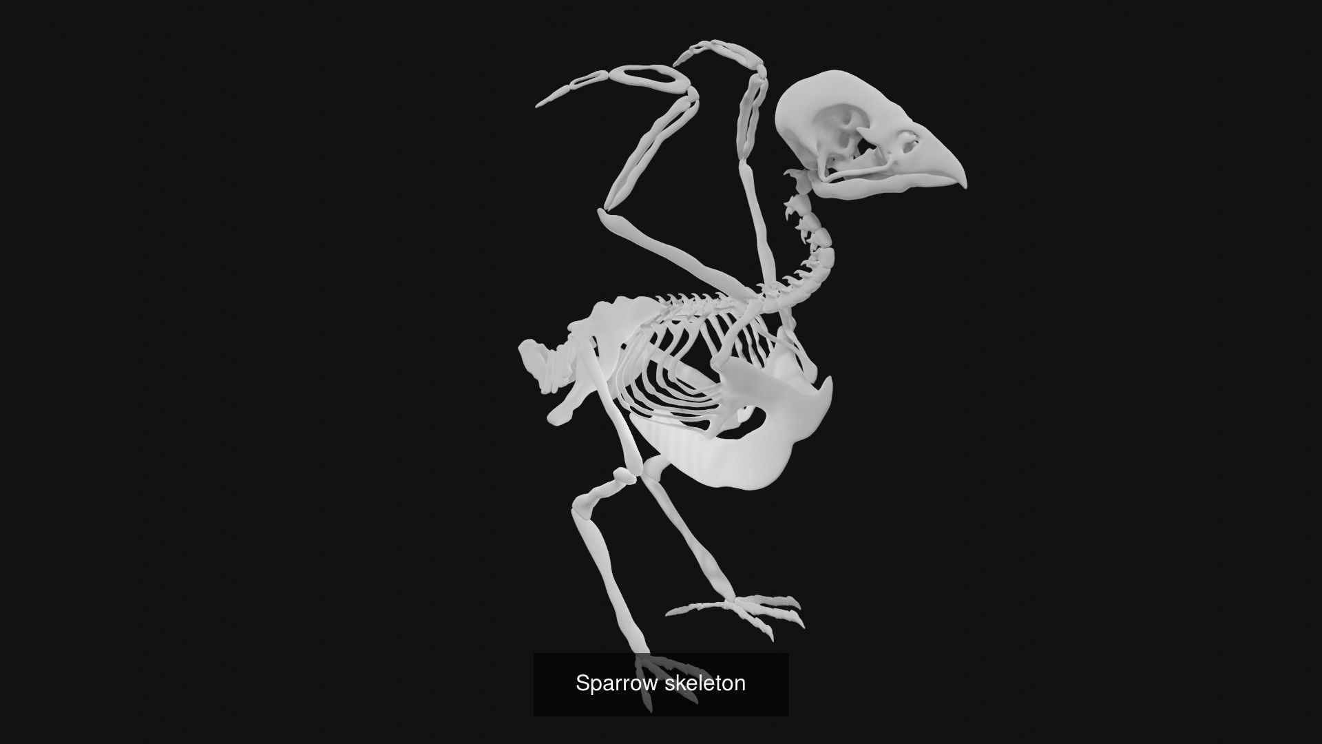 Skeletons and skulls of animals 3D Model Collection_37