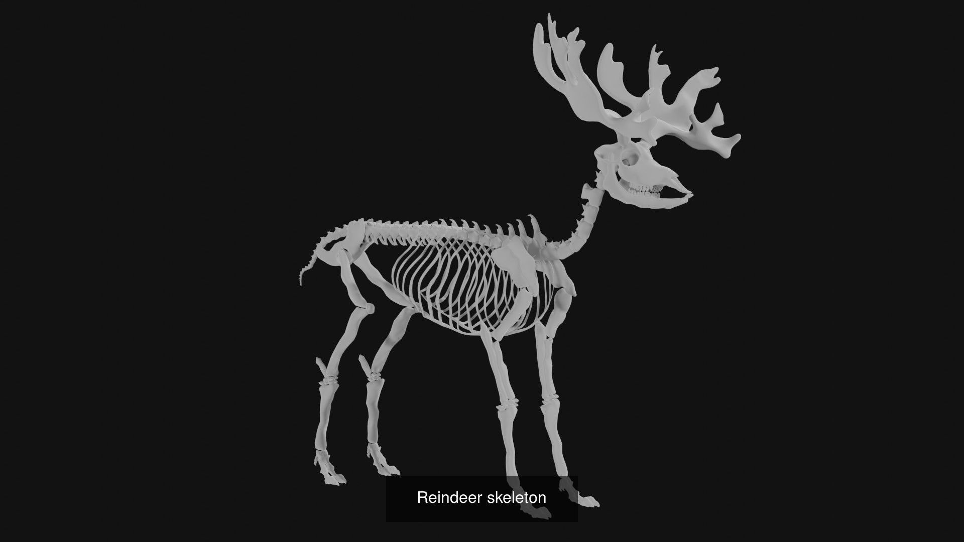 Skeletons and skulls of animals 3D Model Collection_24