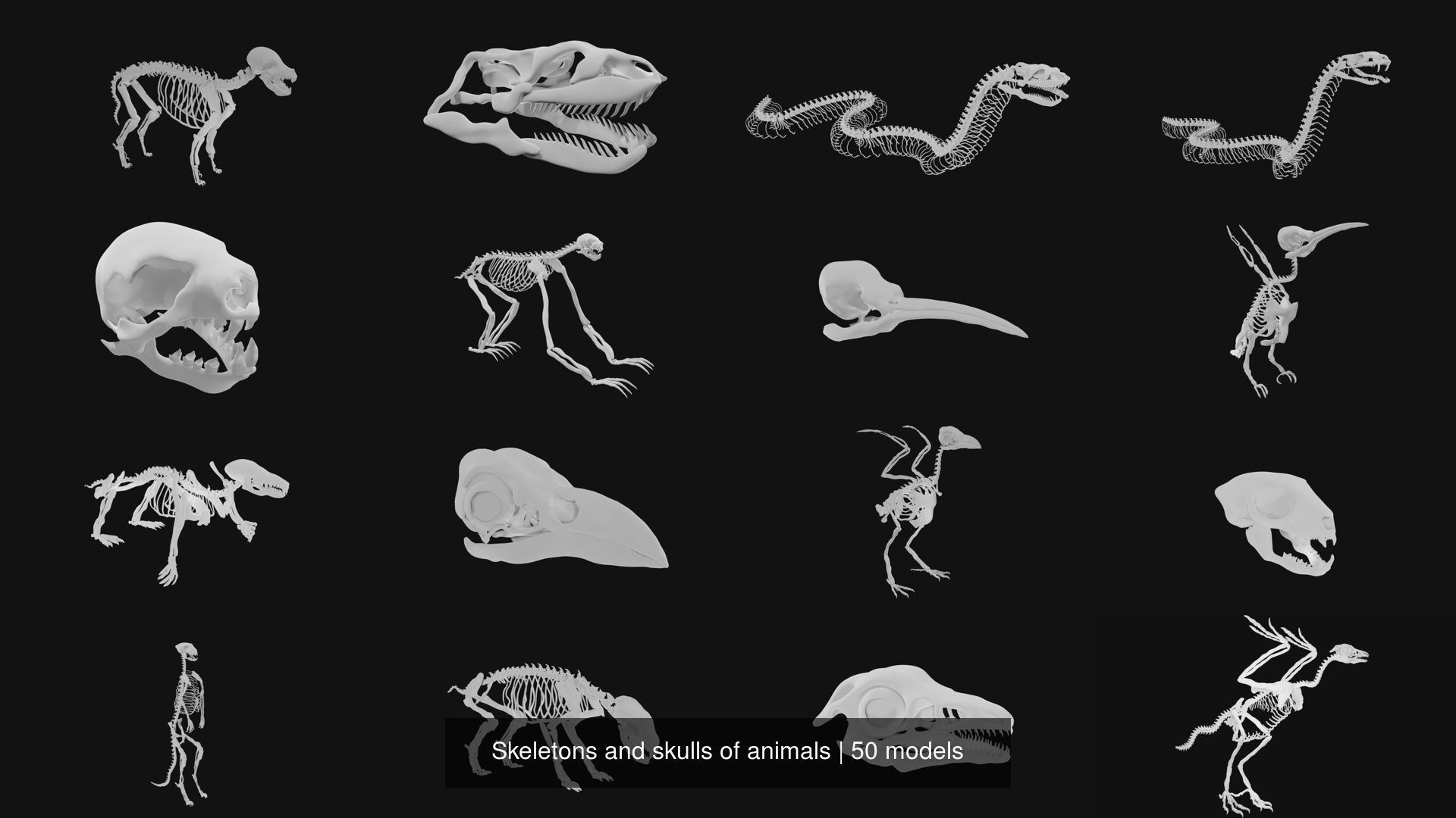 Skeletons and skulls of animals 3D Model Collection_4