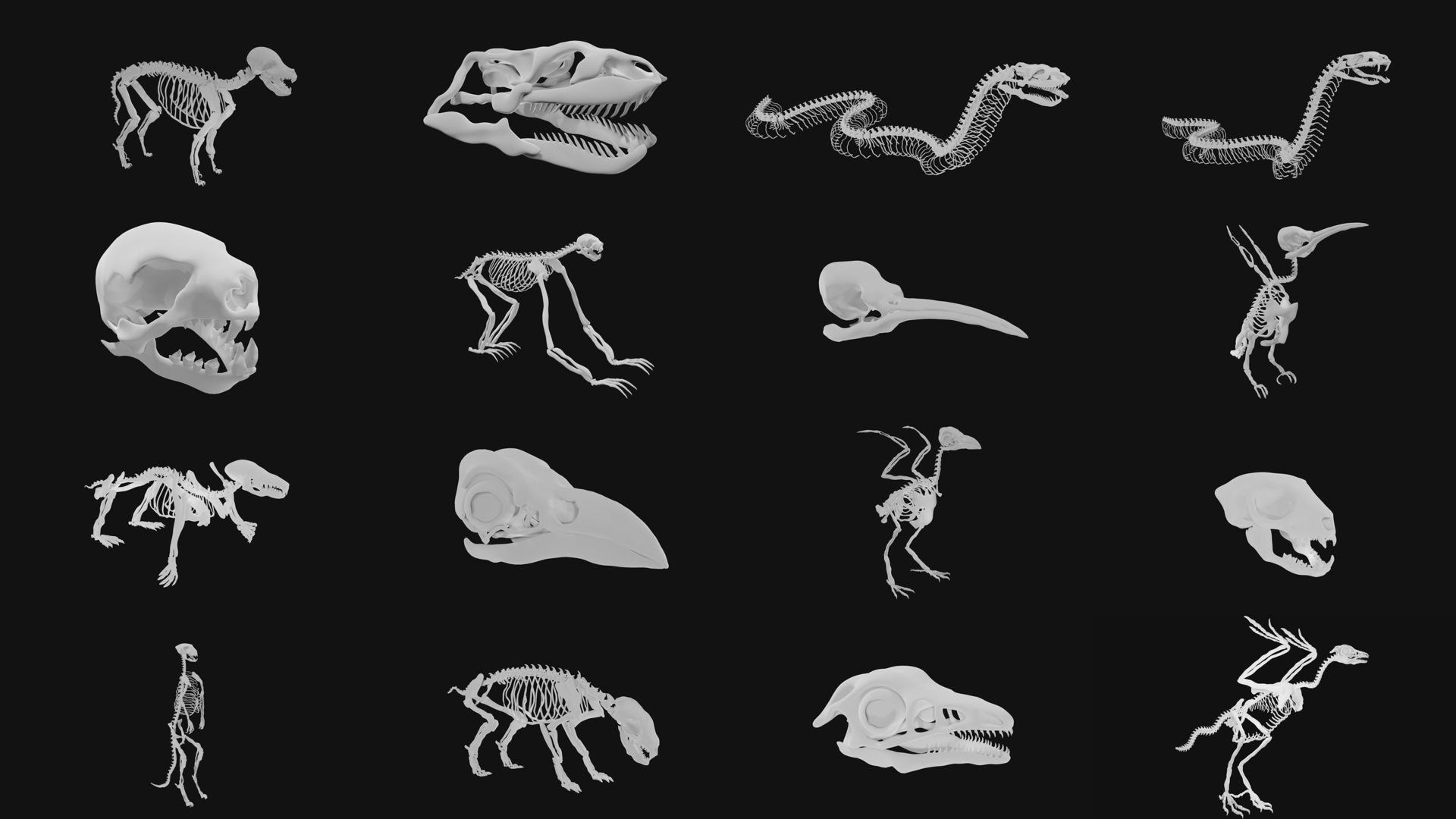 Skeletons and skulls of animals 3D Model Collection_3