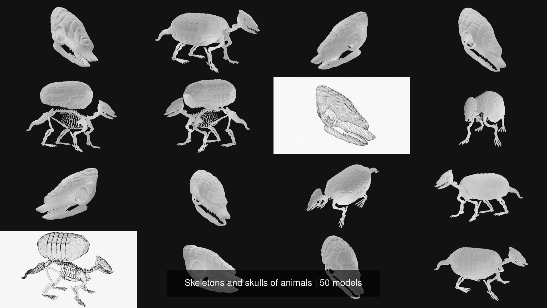3d Model Collection Skeletons And Skulls Of Animals Vr Ar Low Poly 3d Model Collection Skeletons And Skulls Of Animals Vr Ar Low Poly