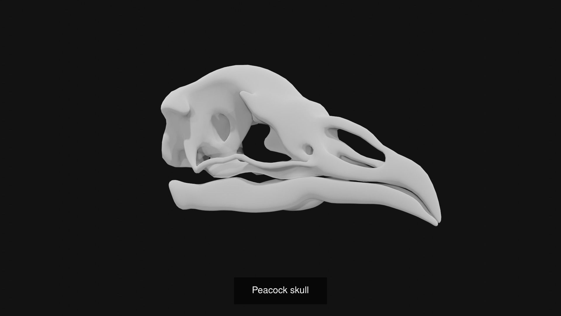Skeletons and skulls of animals 3D Model Collection_33