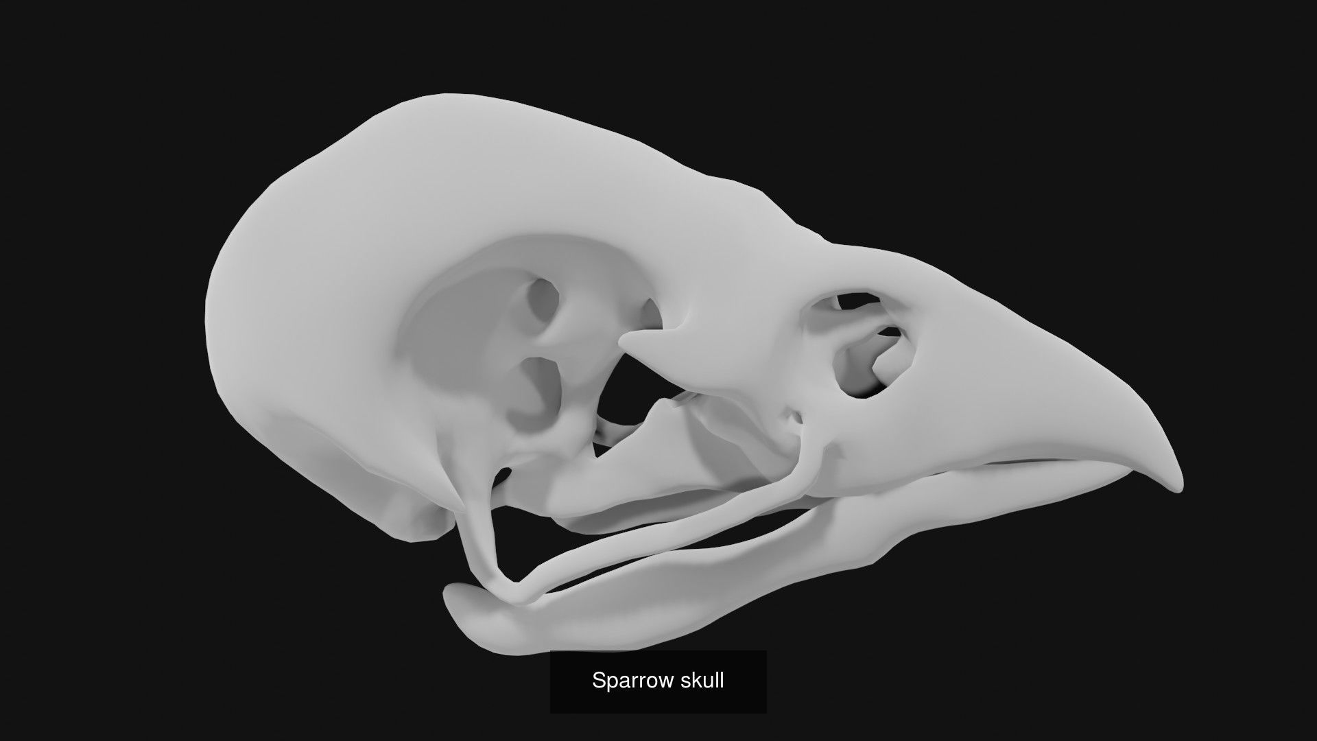 Skeletons and skulls of animals 3D Model Collection_36