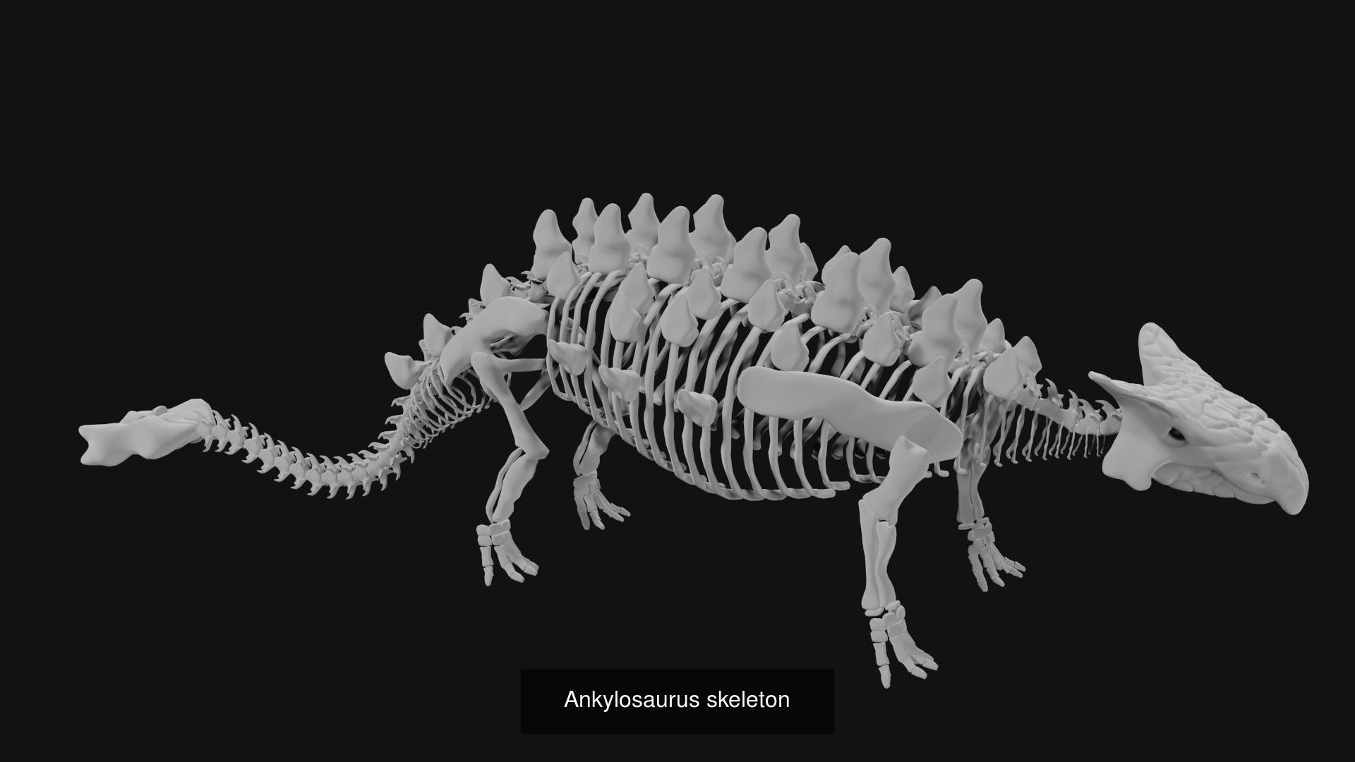Skeletons and skulls of animals 3D Model Collection_7