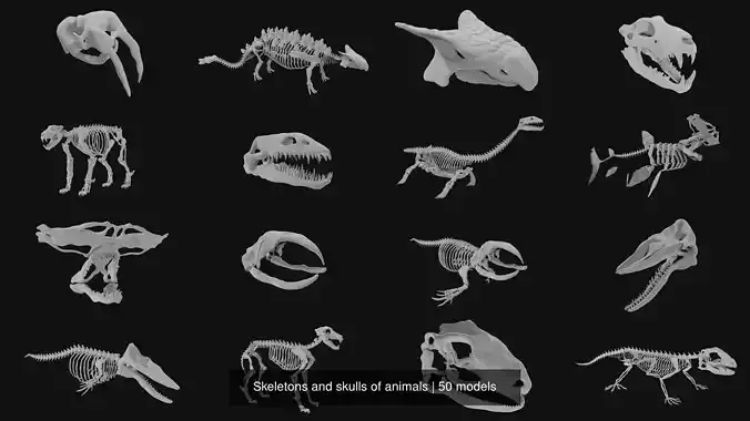 Skeletons and skulls of animals 3D Model Collection