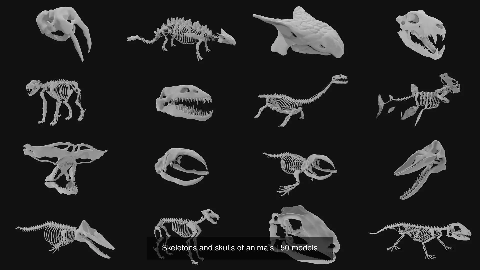 Skeletons and skulls of animals 3D Model Collection_0