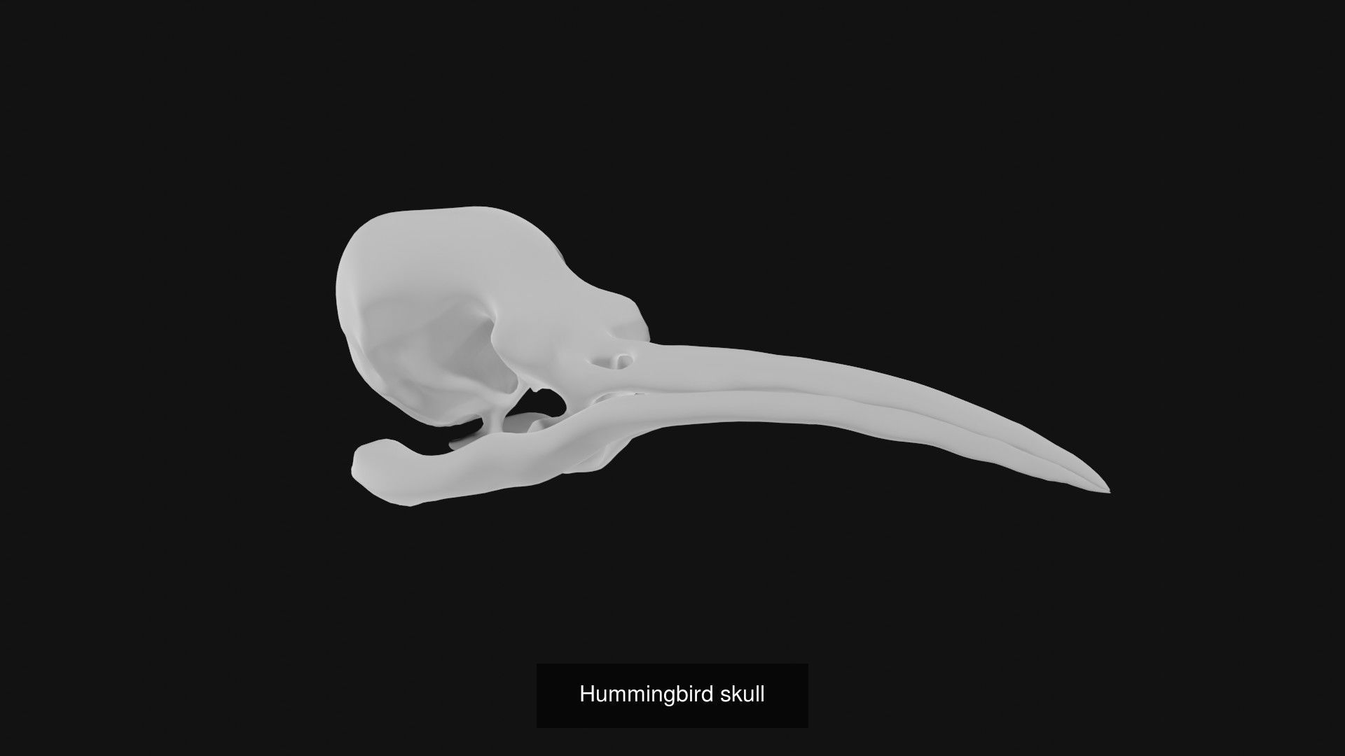 Skeletons and skulls of animals 3D Model Collection_44