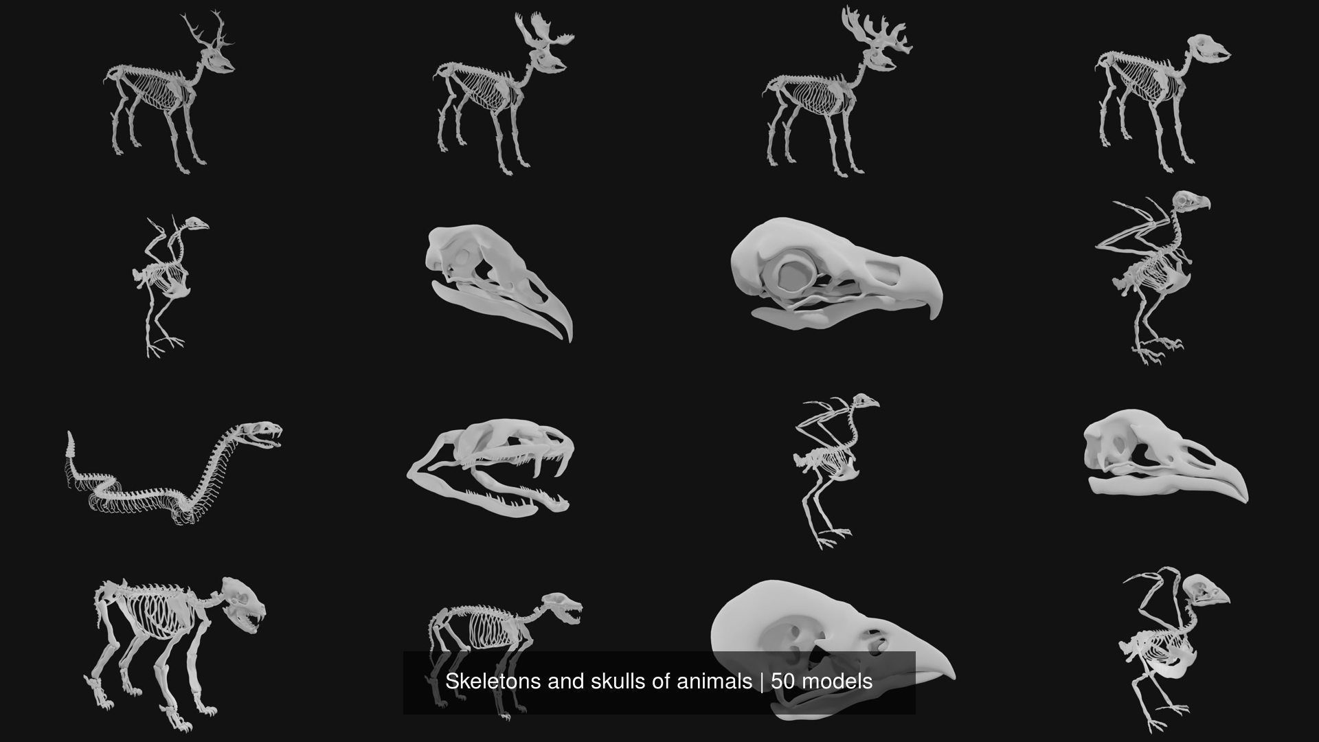 Skeletons and skulls of animals 3D Model Collection_2