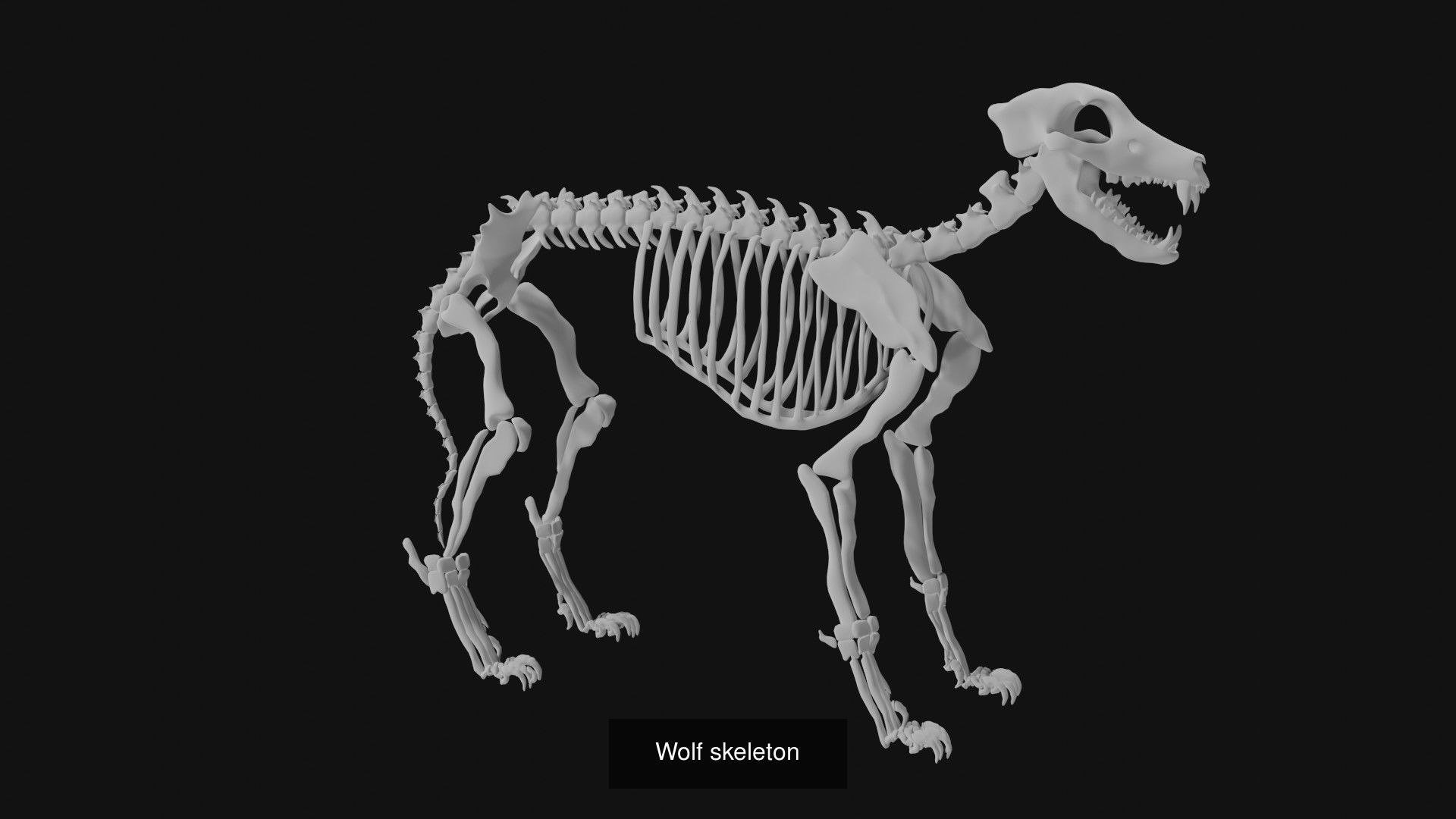 Skeletons and skulls of animals 3D Model Collection_19