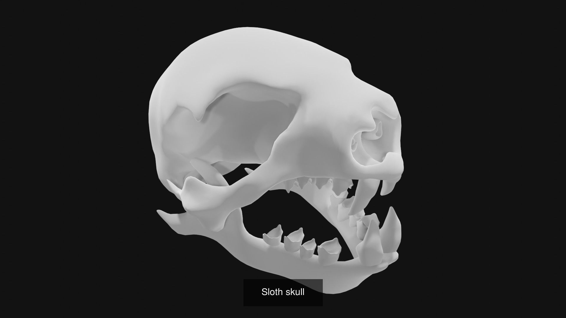 Skeletons and skulls of animals 3D Model Collection_42