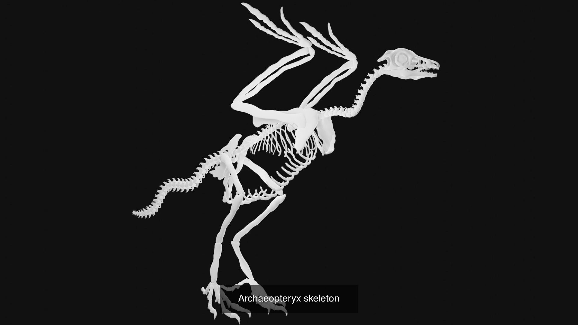 Skeletons and skulls of animals 3D Model Collection_53