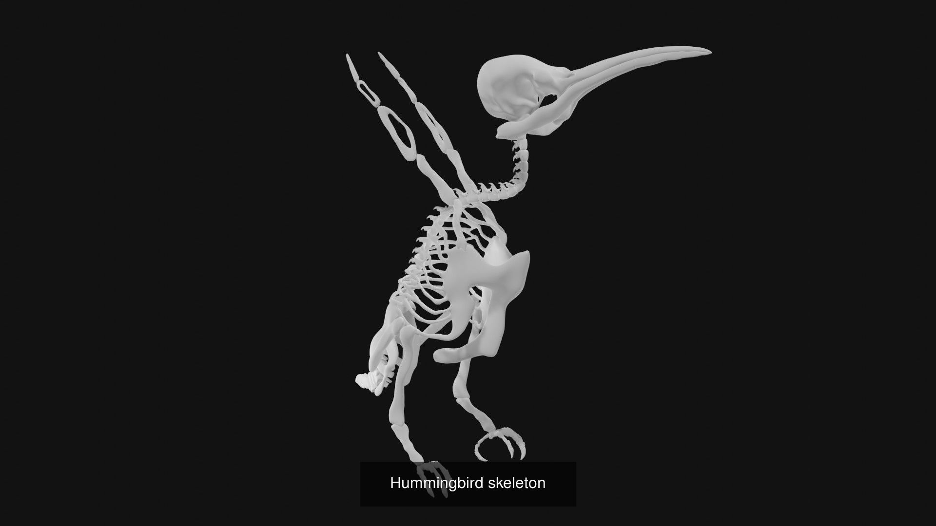 Skeletons and skulls of animals 3D Model Collection_45