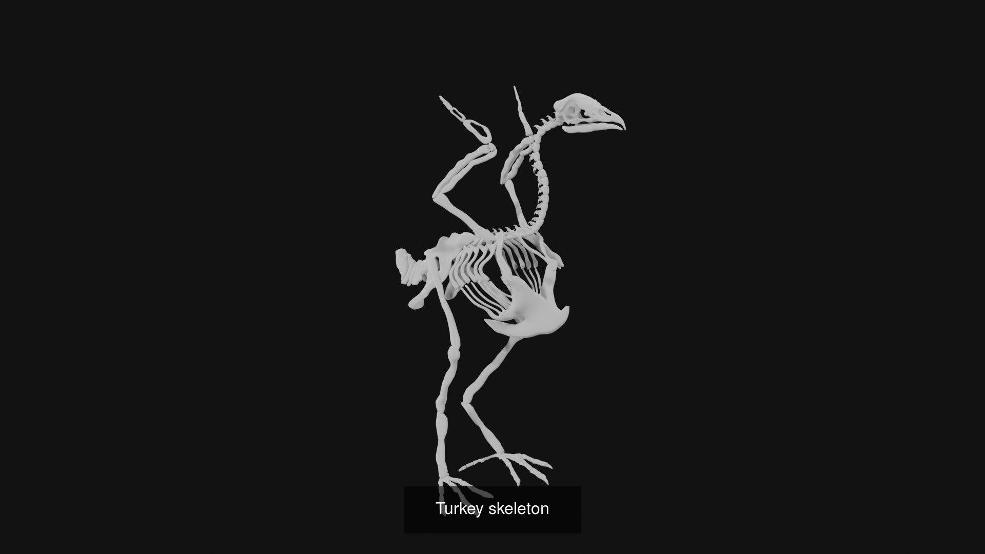 Skeletons and skulls of animals 3D Model Collection_26