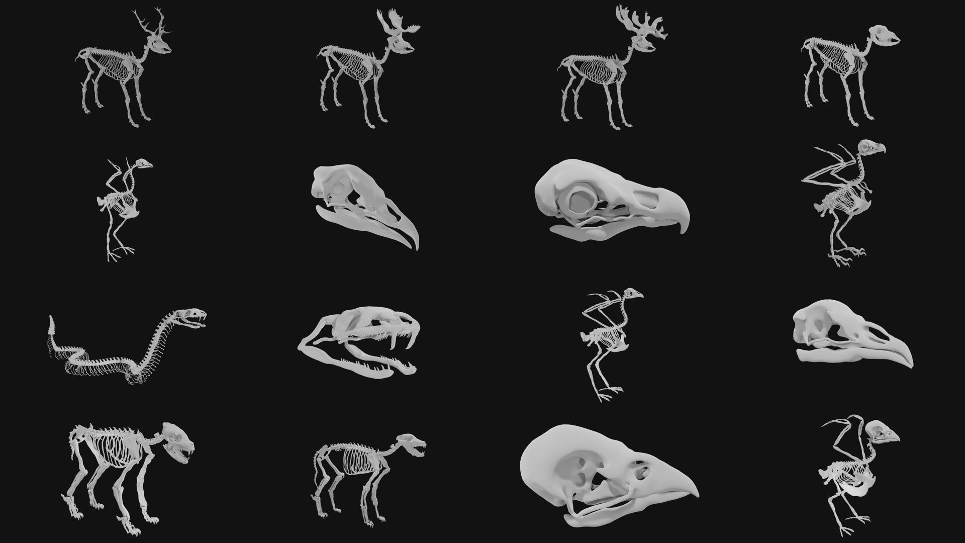 Skeletons and skulls of animals 3D Model Collection_1
