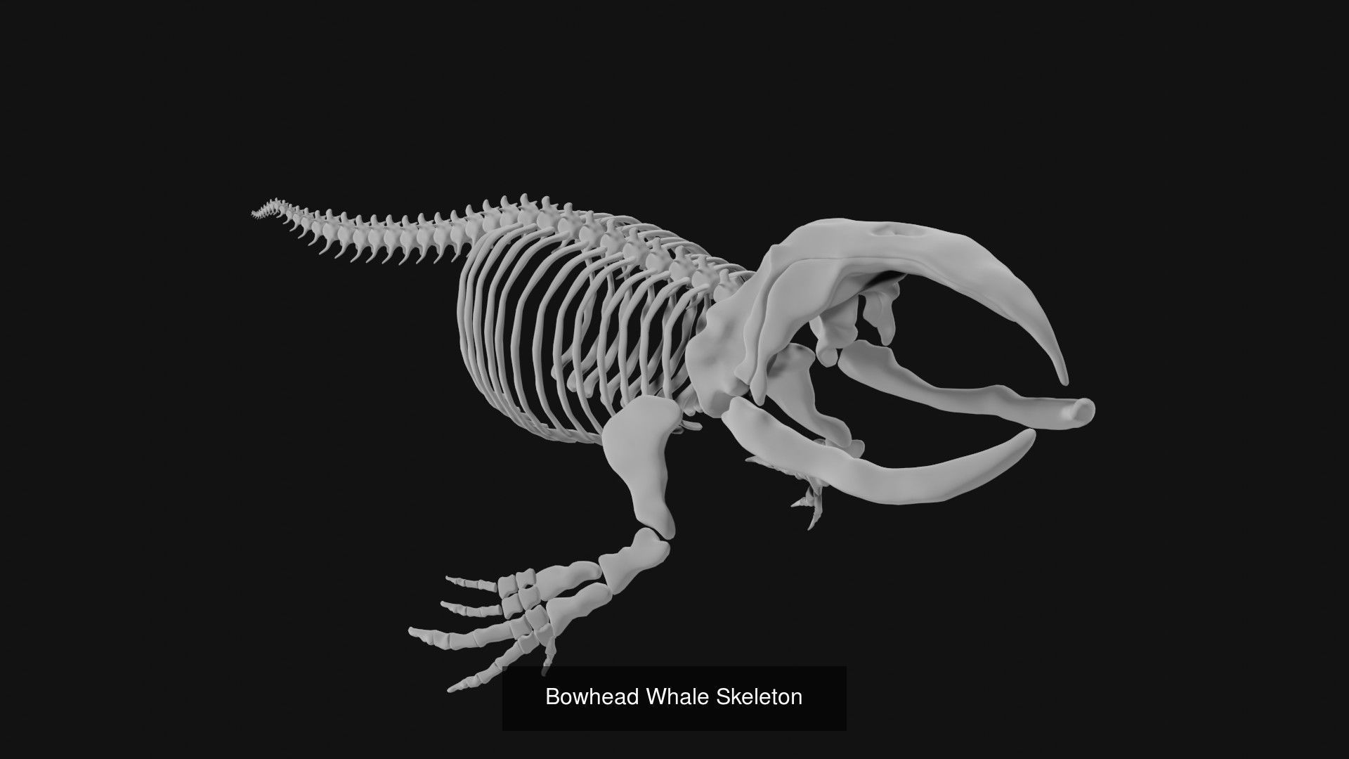 Skeletons and skulls of animals 3D Model Collection_16