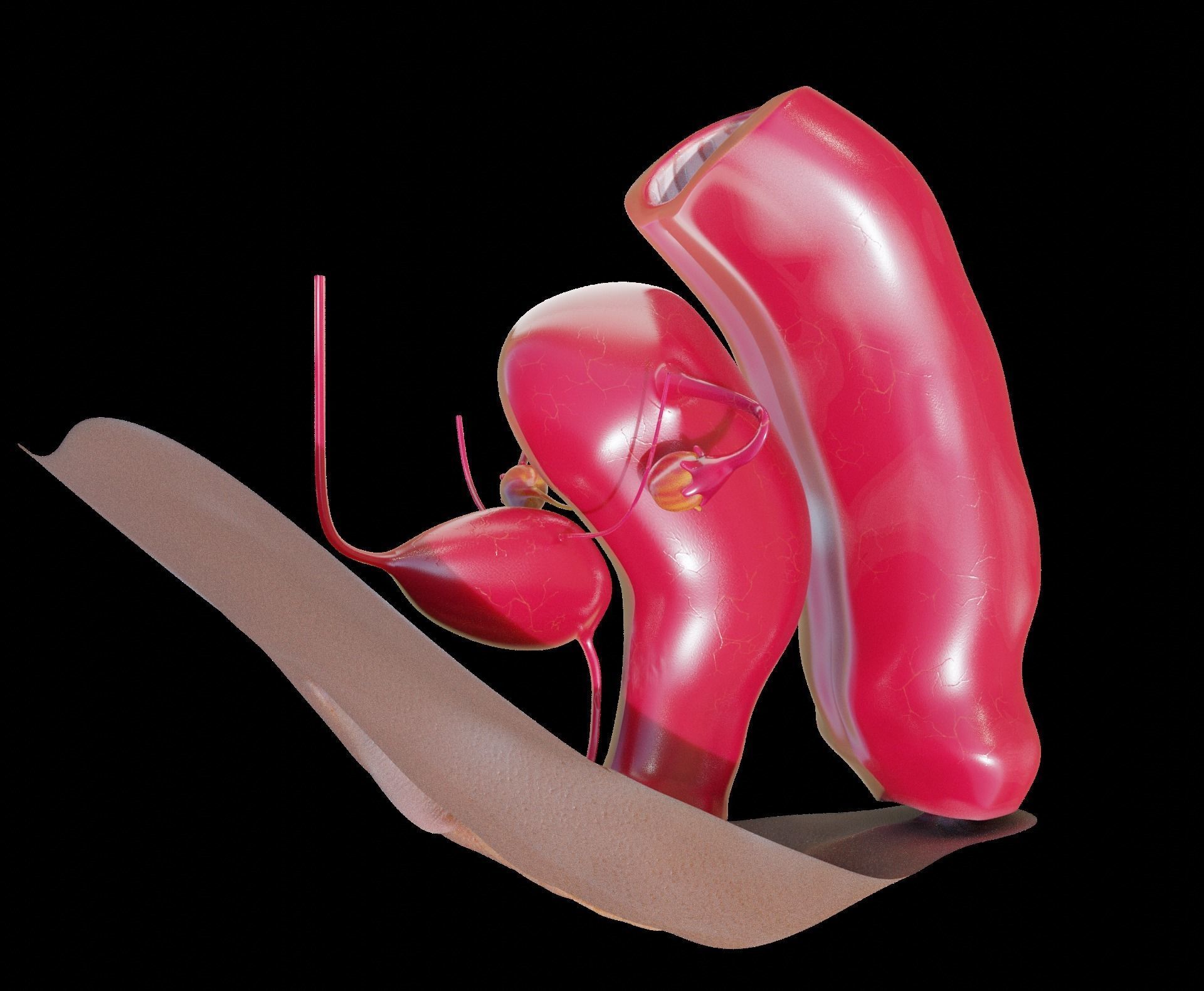 sexe anathomy shape key white android and ebony texture 3D model_14