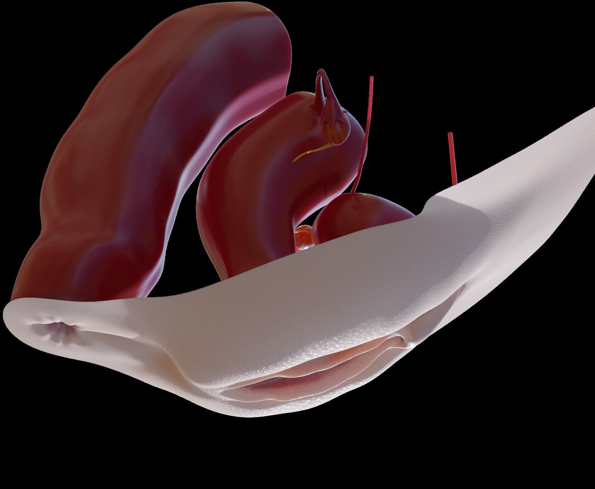 sexe anathomy shape key white android and ebony texture 3D model_10