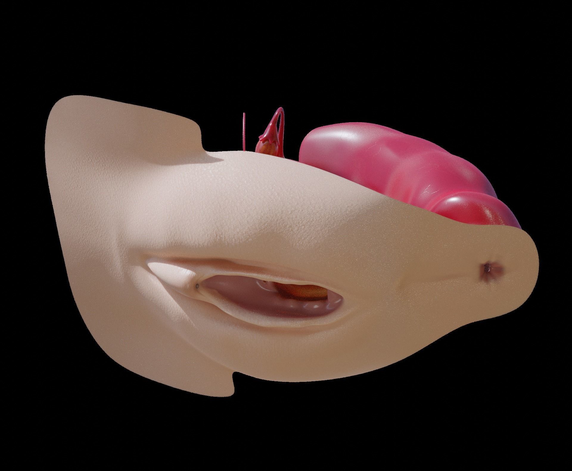 sexe anathomy shape key white android and ebony texture 3D model_8