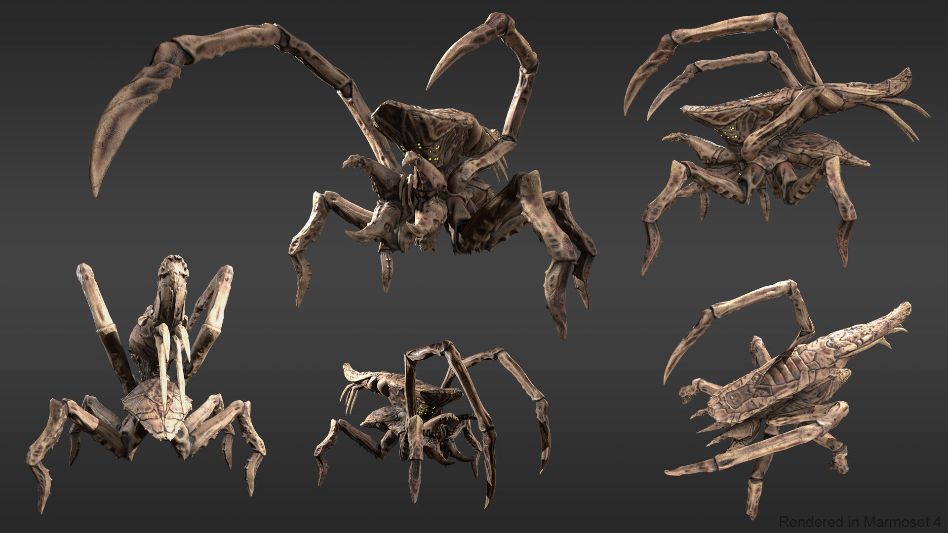Arachnid group of spiders Low-poly 3D model_12