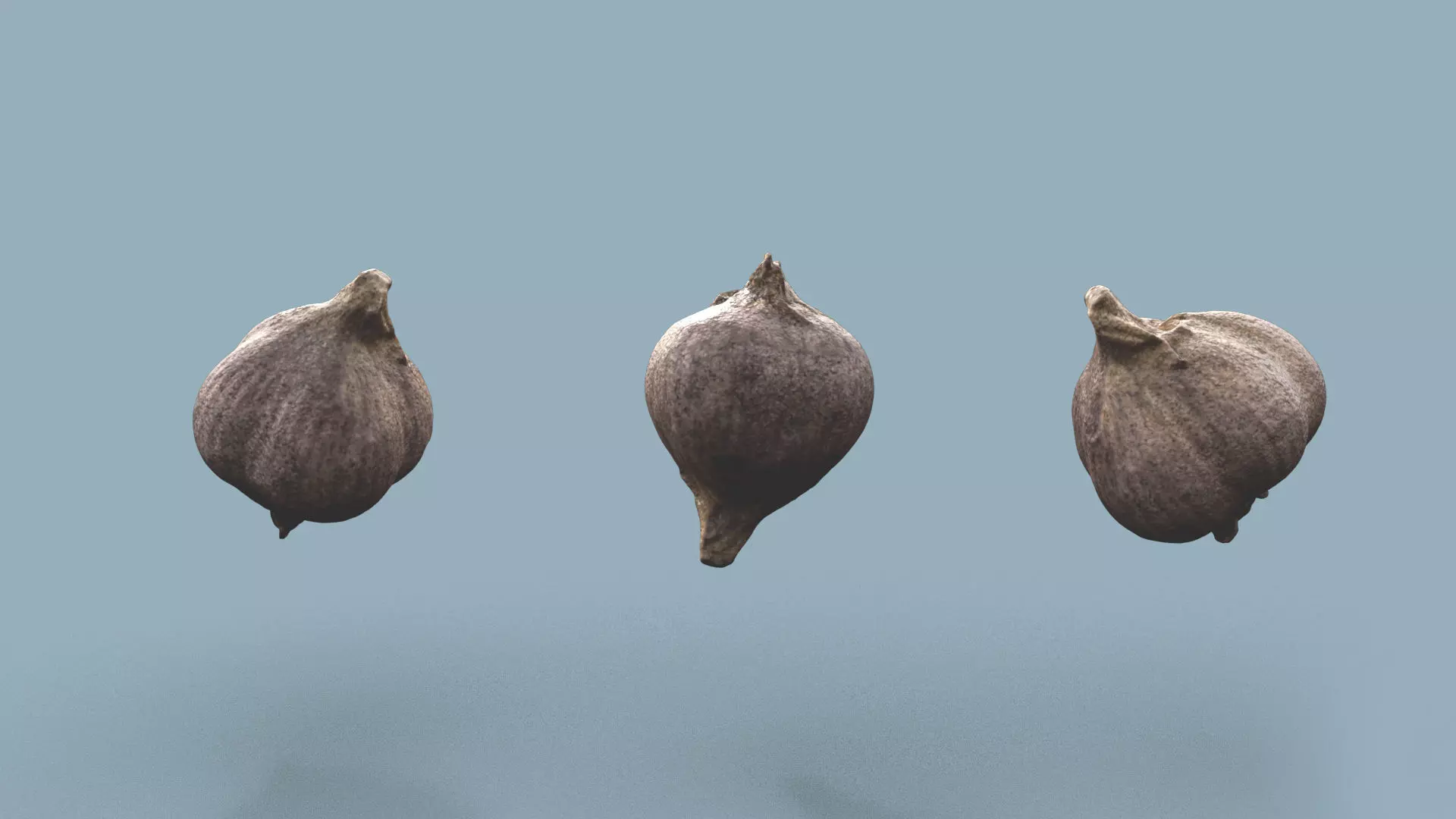 Garlic photorrealistic 3d scan low res 3D model