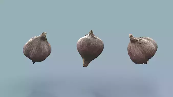 Garlic photorrealistic 3d scan low res 3D model
