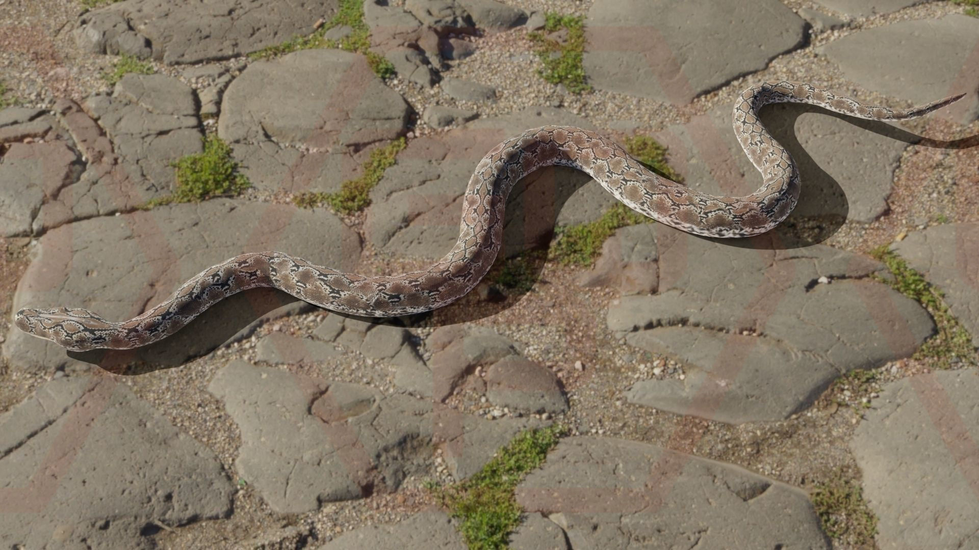 Rigged python   Low-poly 3D model_21