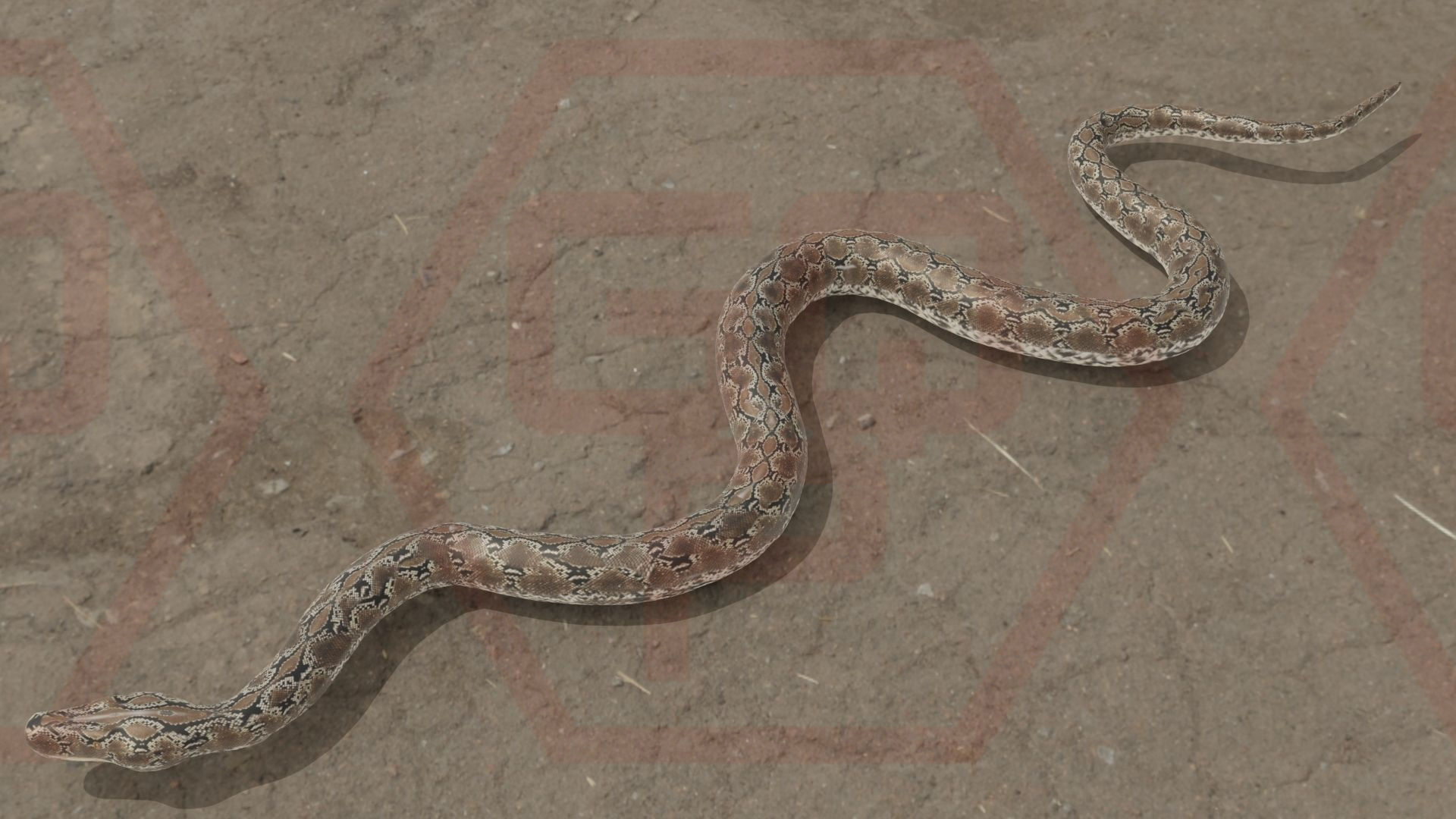 Rigged python   Low-poly 3D model_26