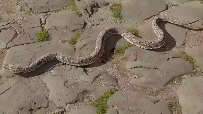 Rigged python   Low-poly 3D model