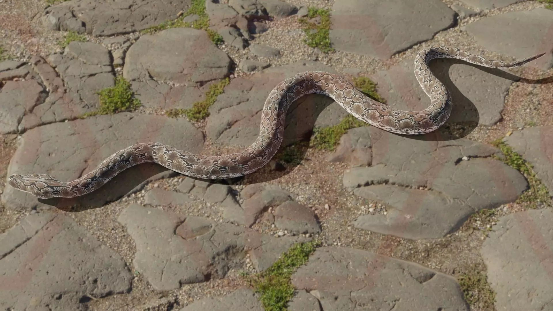 Rigged python   Low-poly 3D model_0