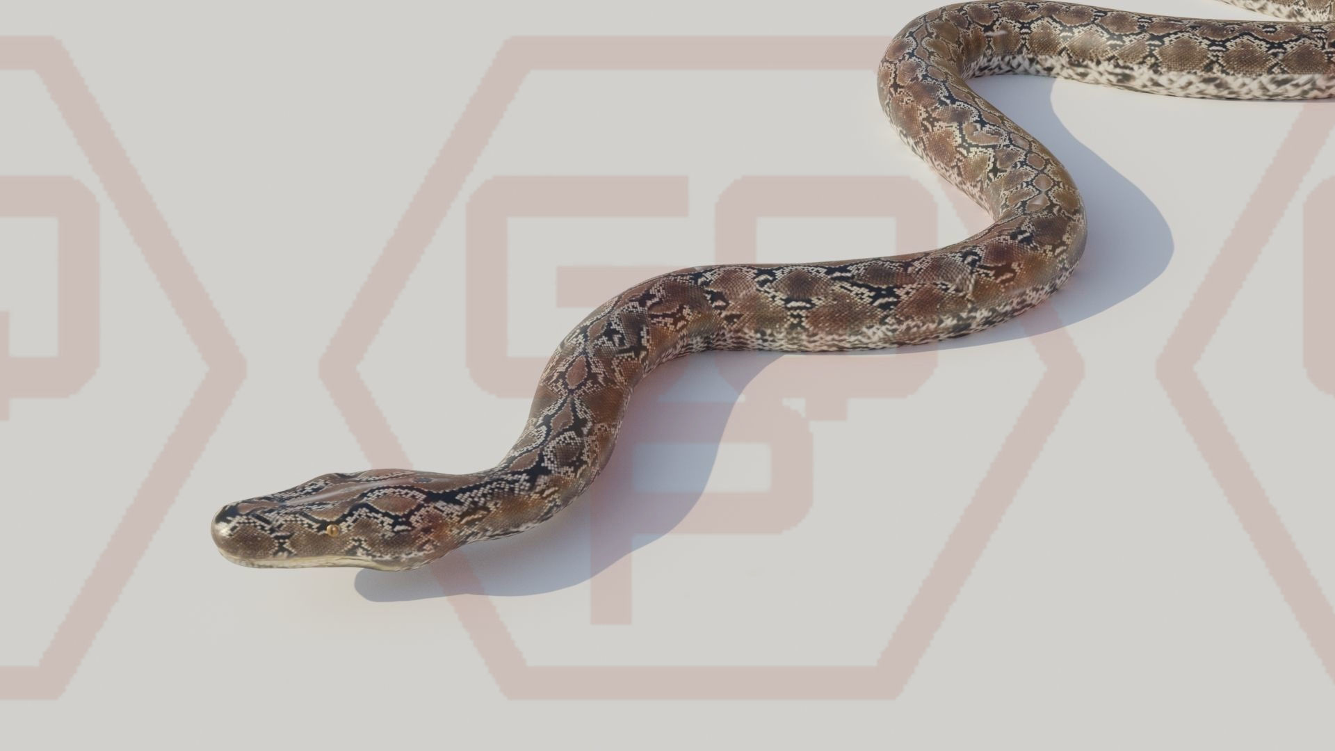 Rigged python   Low-poly 3D model_2