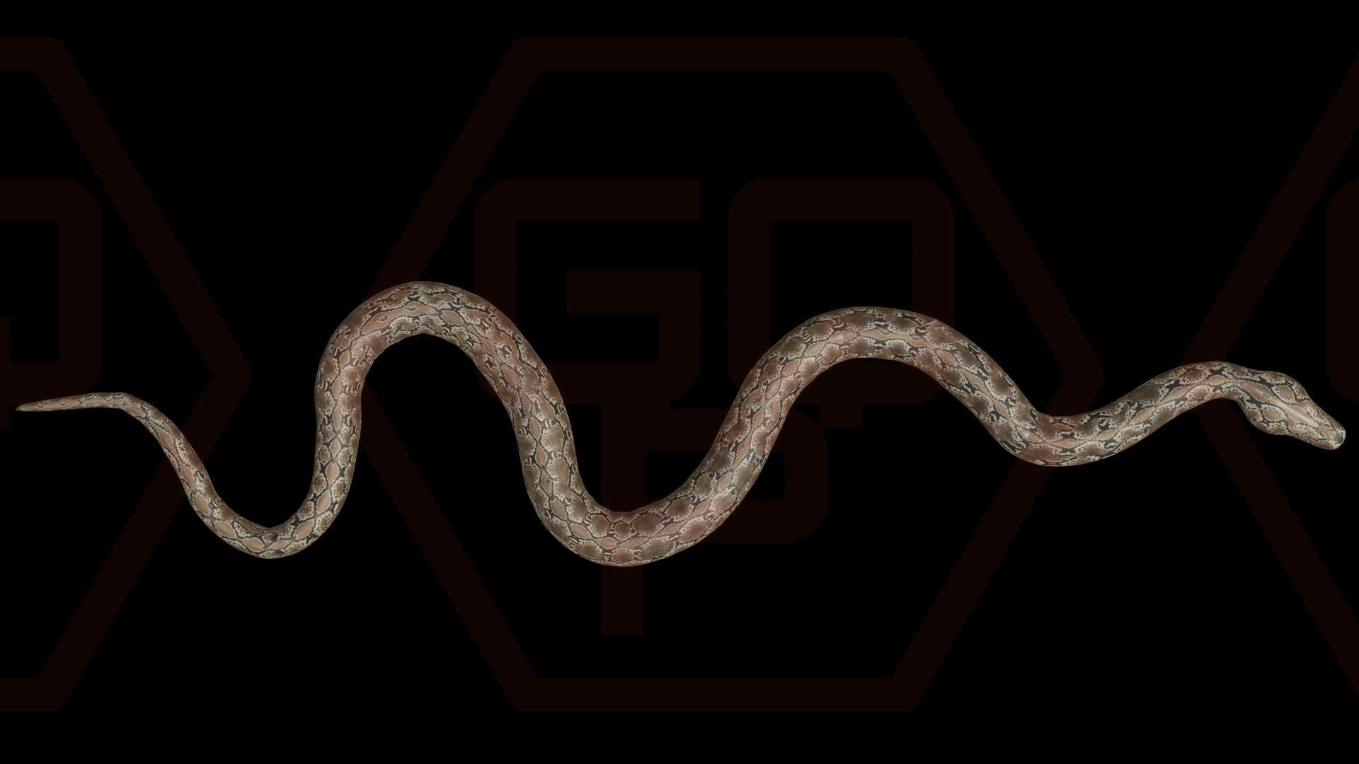 Rigged python   Low-poly 3D model_23