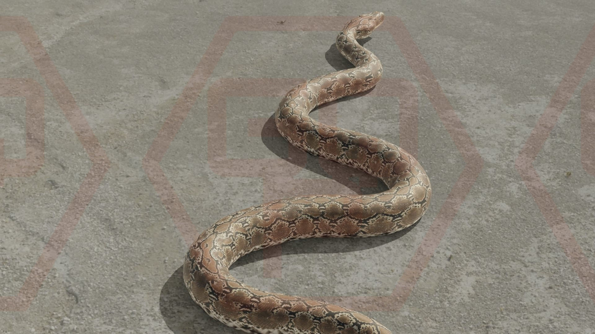 Rigged python   Low-poly 3D model_9