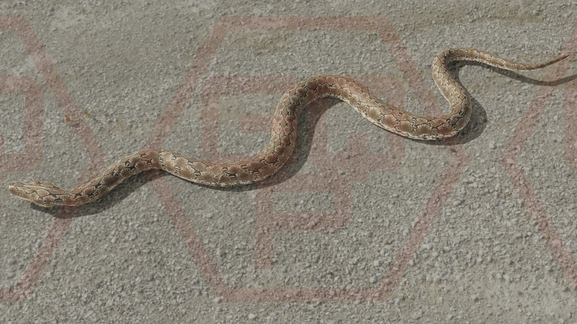 Rigged python   Low-poly 3D model_7