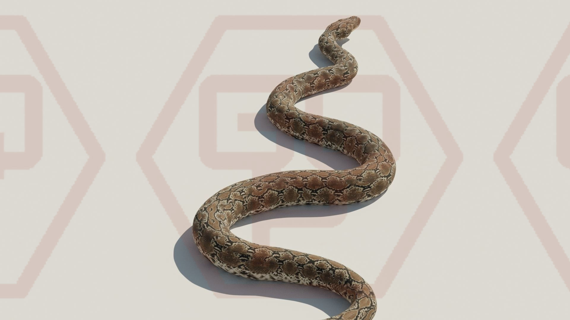 Rigged python   Low-poly 3D model_19