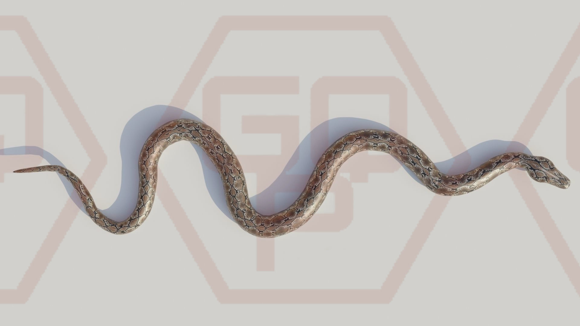 Rigged python   Low-poly 3D model_17